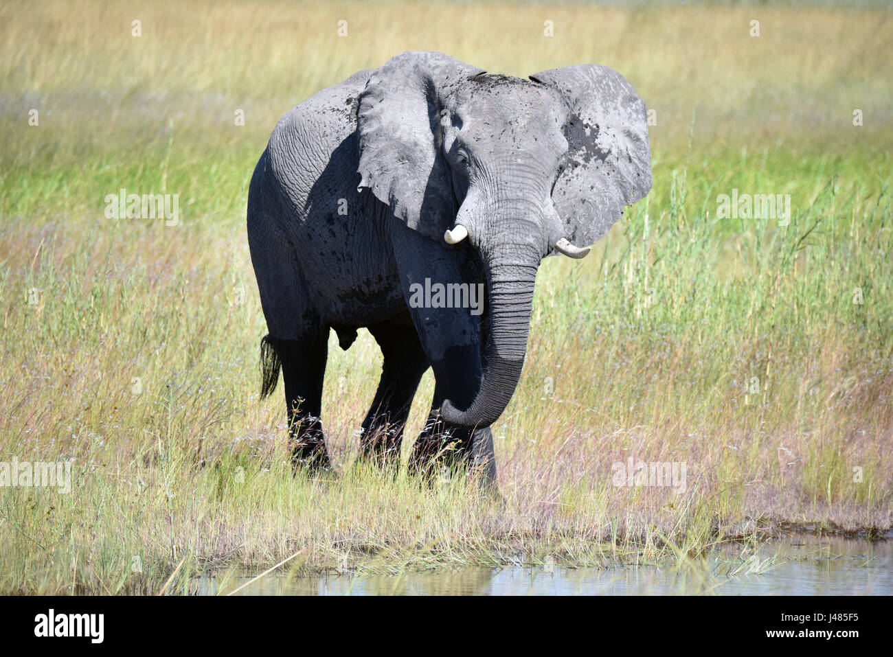 Elefant-Trinkwasser im Bwabwata Nationalpark. Aufgenommen am 03.04.2017 ist der afrikanische Elefant derzeit das größte lebende Säugetier auf dem Land. Schätzungen Elefant Zahlen zwischen 10.000 und 23.000 Tiere in Namibia. Sie leben in Herden, die unter der Leitung von einer Kuh, die Matriarchin. Jungbullen werden normalerweise von den Kühen im Alter von etwa acht gegossen. Dann hängen sie in kleinen Gruppen von Junggesellen bis Paarungszeit. Elefanten erreichen bis zu 70 Jahre alt. Sie jeden Tag 300kg Gras, Blätter oder Früchte essen und 150 Liter Wasser brauchen. Foto: Matthias Toedt/Dpa Zentralbild/ZB | weltweite Nutzung Stockfoto