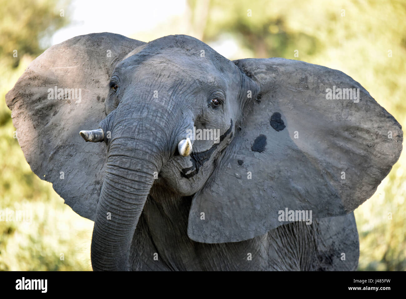 Ein Elefant, der fühlt sich bedroht durch ein sich näherndes Fahrzeug klappen seine Ohren nervös im Bwabwata Nationalpark. Aufgenommen am 03.04.2017. Der afrikanische Elefant ist derzeit das größte lebende Säugetier auf dem Land. Schätzungen Elefant Zahlen zwischen 10.000 und 23.000 Tiere in Namibia. Sie leben in Herden, die unter der Leitung von einer Kuh, die Matriarchin. Jungbullen werden normalerweise von den Kühen im Alter von etwa acht gegossen. Dann hängen sie in kleinen Gruppen von Junggesellen bis Paarungszeit. Elefanten erreichen bis zu 70 Jahre alt. Sie jeden Tag 300kg Gras, Blätter oder Früchte essen und 150 Liter Wasser brauchen. Stockfoto