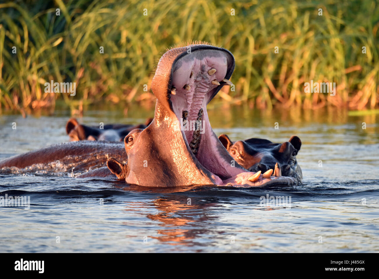 Wenn Nilpferde beginnen, von einem herannahenden Boot bedroht fühlen, beginnen sie, die ersten Warnzeichen zeigen. 02.04.2017 auf dem Okavango-Fluss genommen.  Flusspferde eine Nase, Schwanzlänge von bis zu ca. 5 m erreichen und bis zu 4,5 Tonnen wiegen. Mit einer Gesamtsumme von 150.000 Tieren ist bedrohter Arten dieser Gattung zählen. Trotz ihrer behäbige aussehen können die Tiere schnell an Land laufen. Sie sind manchmal sehr aggressiv zu sein bekannt: sie töten mehr Menschen in Afrika als andere Arten. Foto: Matthias Toedt Dpa-Zentralbild/ZB | weltweite Nutzung Stockfoto