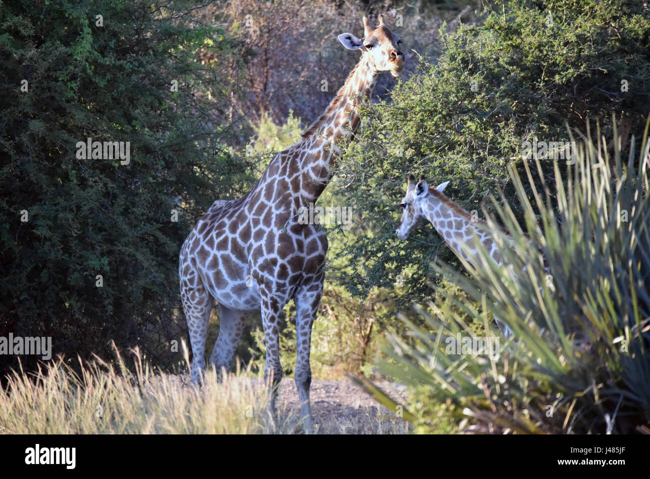 Eine Giraffe-Kuh weidet auf einer Akazie zusammen mit ihrem Kalb. Aufgenommen am 01.04.2017 im Mahango Park Wildreservat. Die Giraffe (Giraffa Plancius) ist die höchste Land lebende Tier der Erde. Bullen können bis zu 6 Meter hohen, Kühe bis zu 4,5 erreichen. Ihr auffälligstes Merkmal ist ihre unverhältnismäßig langen Hals, die besteht aus nur 7 extrem verlängerte Halswirbel. Giraffen Leben heute nur in den Savannen südlich der Sahara. Bis so spät wie das 7. Jahrhundert Giraffen auch in Nordafrika gefunden. Die gespaltenen Huftiere grasen in erster Linie auf Akazien. Ihre 50cm bis Stockfoto