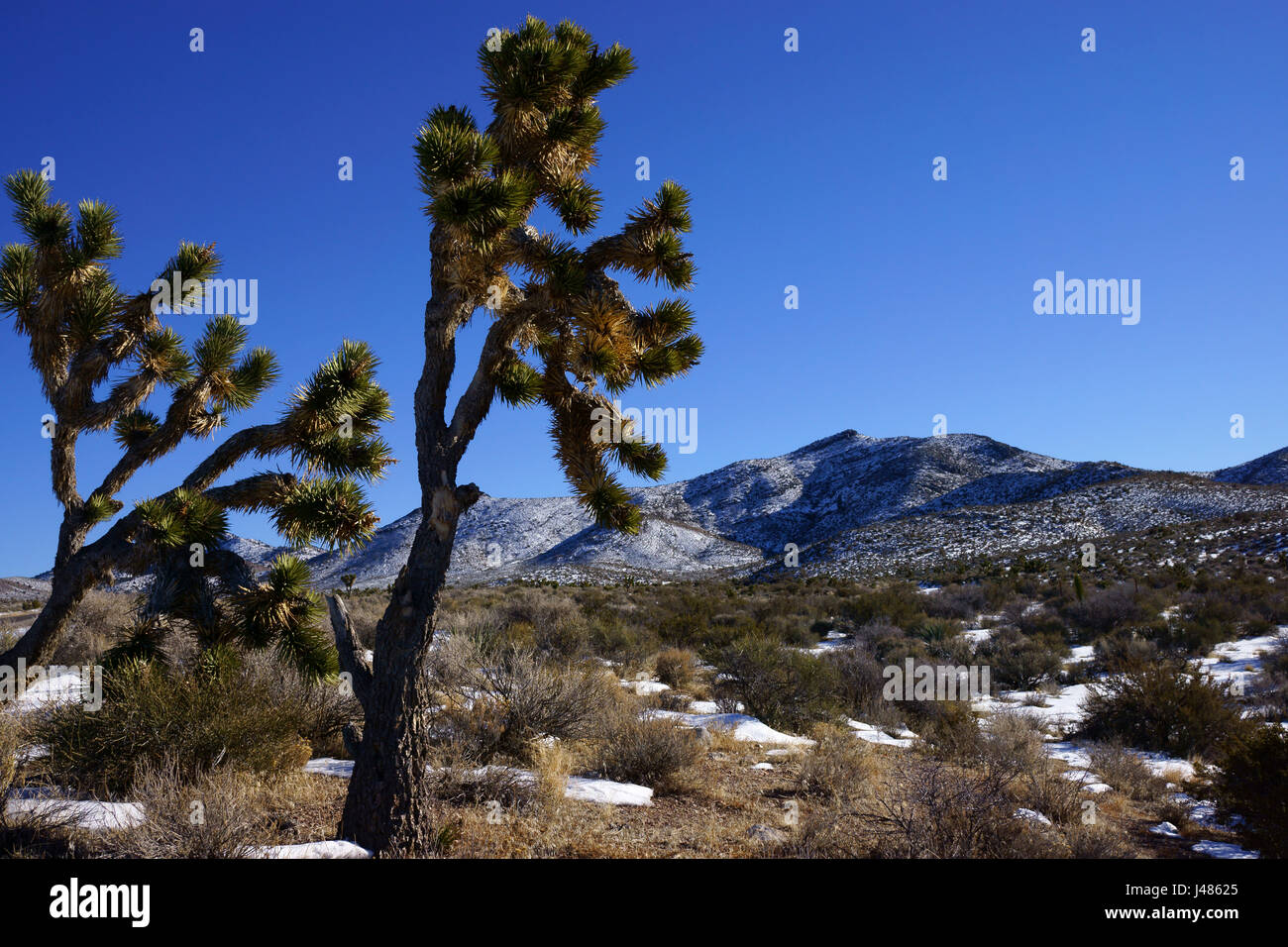 Joshua oder Jucca Bäume in einsamen Hügeln, winter, zentrale Nevada Stockfoto