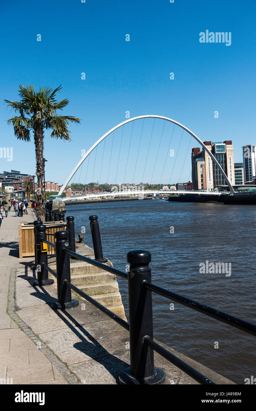 Die Gateshead Millennium Bridge, Baltic Center for Contemporary Art und eine Palme am Kai in Newcastle upon Tyne England Vereinigtes Königreich Großbritannien Stockfoto