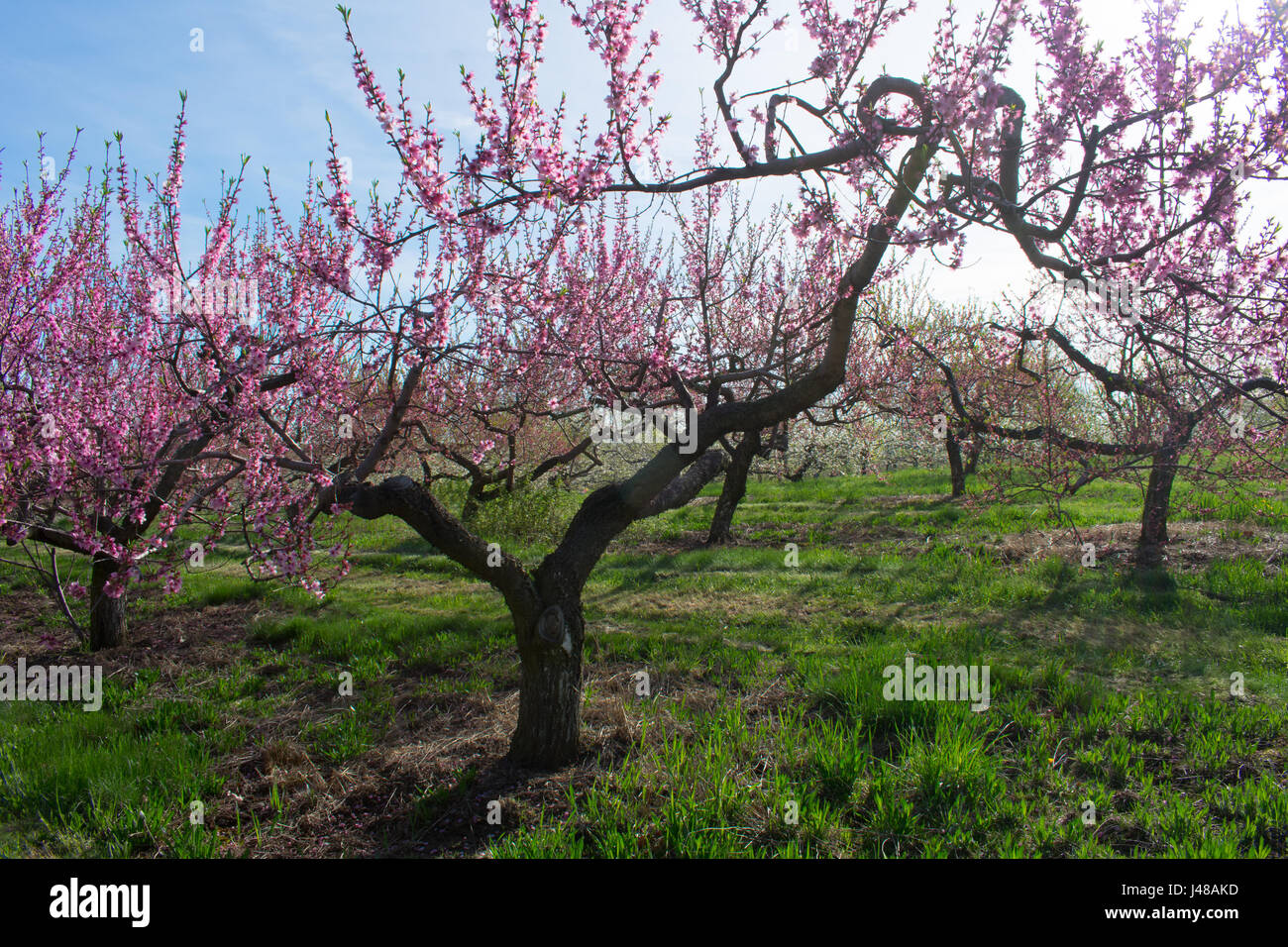 Pfirsich-Obstgarten in voller Blüte. Stockfoto