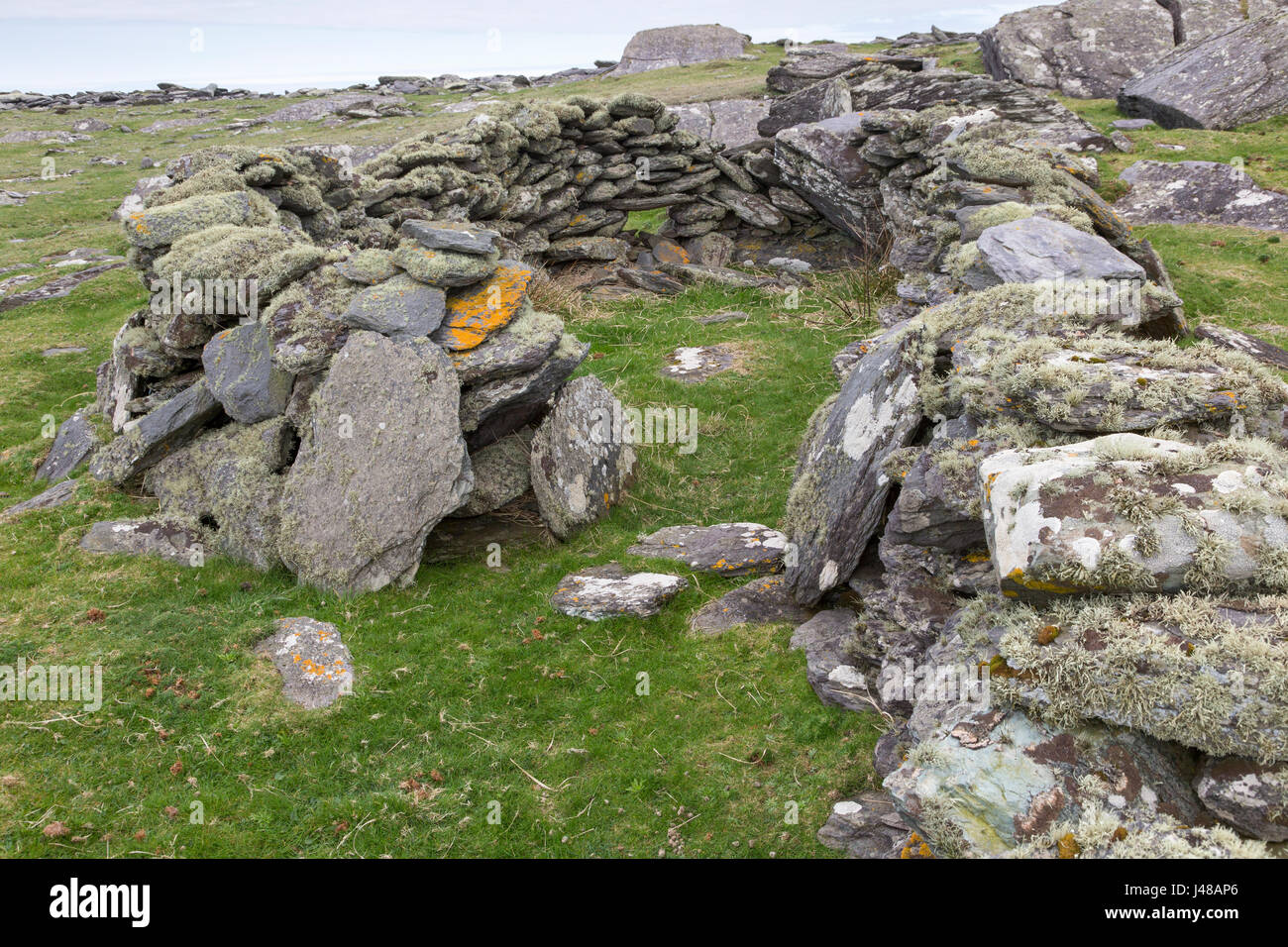 Steinmauer Schafe Stift, Valentia Island, County Kerry, Irland Stockfoto