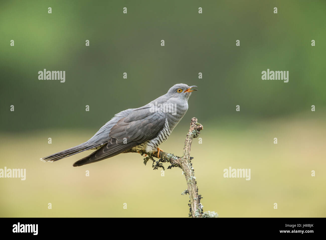 Kuckuck (Cuculus Canorus), verschieden bekannt als gemeinsamen, europäischen und eurasischen Kuckuck. Männlich, macht die bekannte "Kuckucksruf" aufrufen. Stockfoto