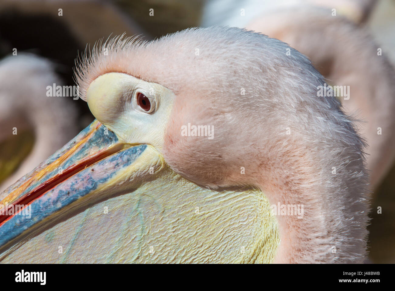 Nahaufnahme von einem Pelecanus Onocrotalus (rosa Pelikan), Seitenansicht Stockfoto