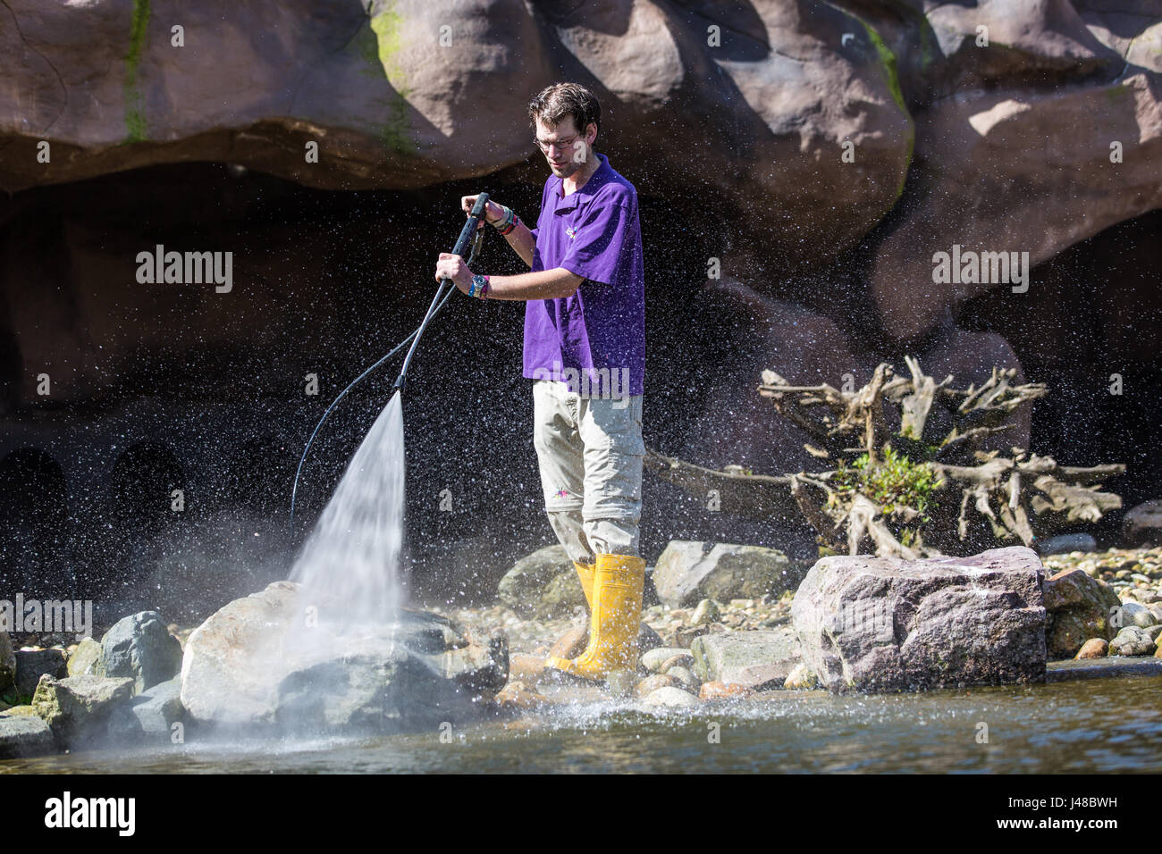 Einen männlichen Tierpfleger ist mit einem Hochdruck-Spray reinigen. Stockfoto