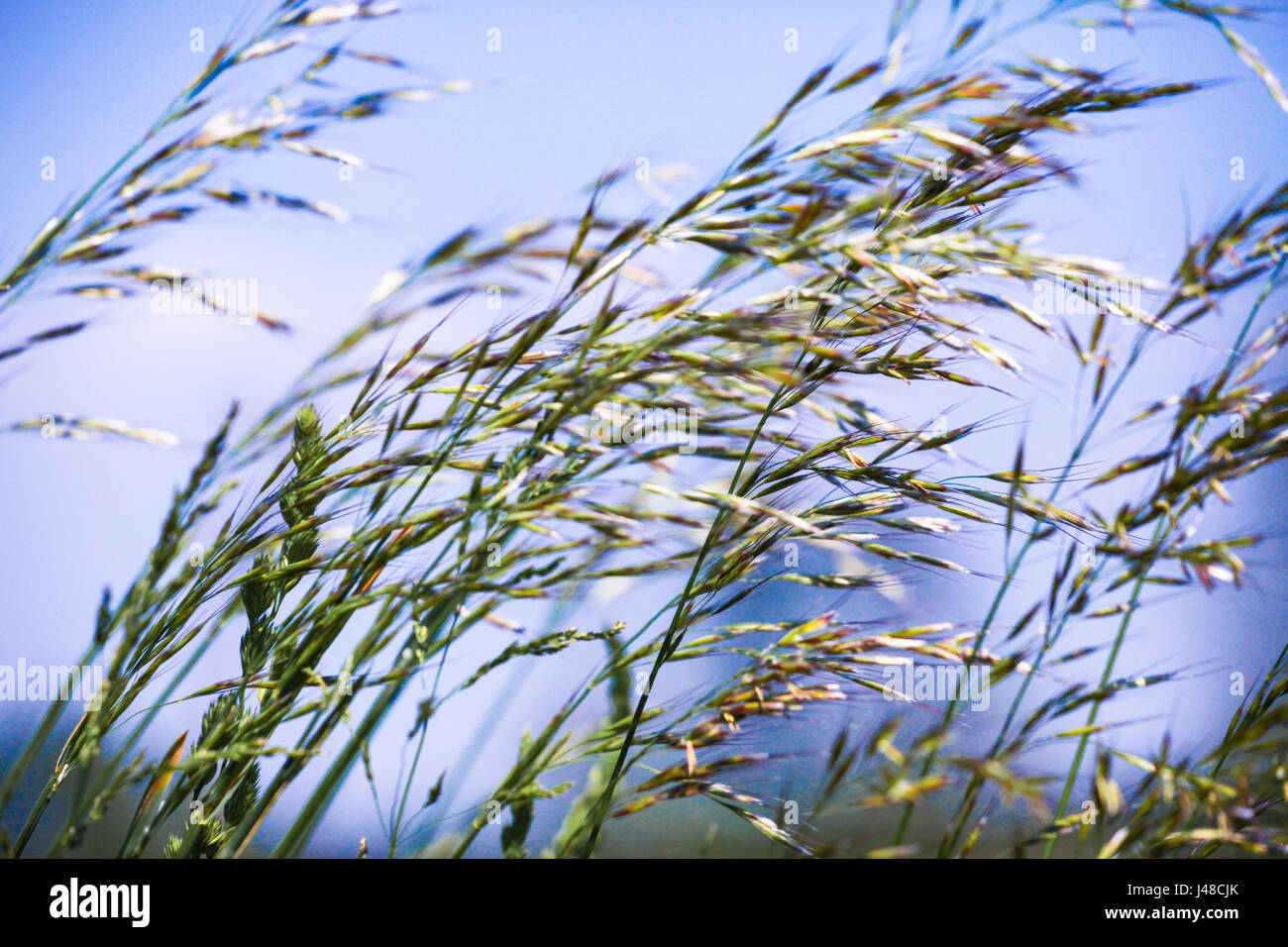 Dünne zarte Gräser wehen in der Sommerbrise auf einem Feld Wiese Stockfoto