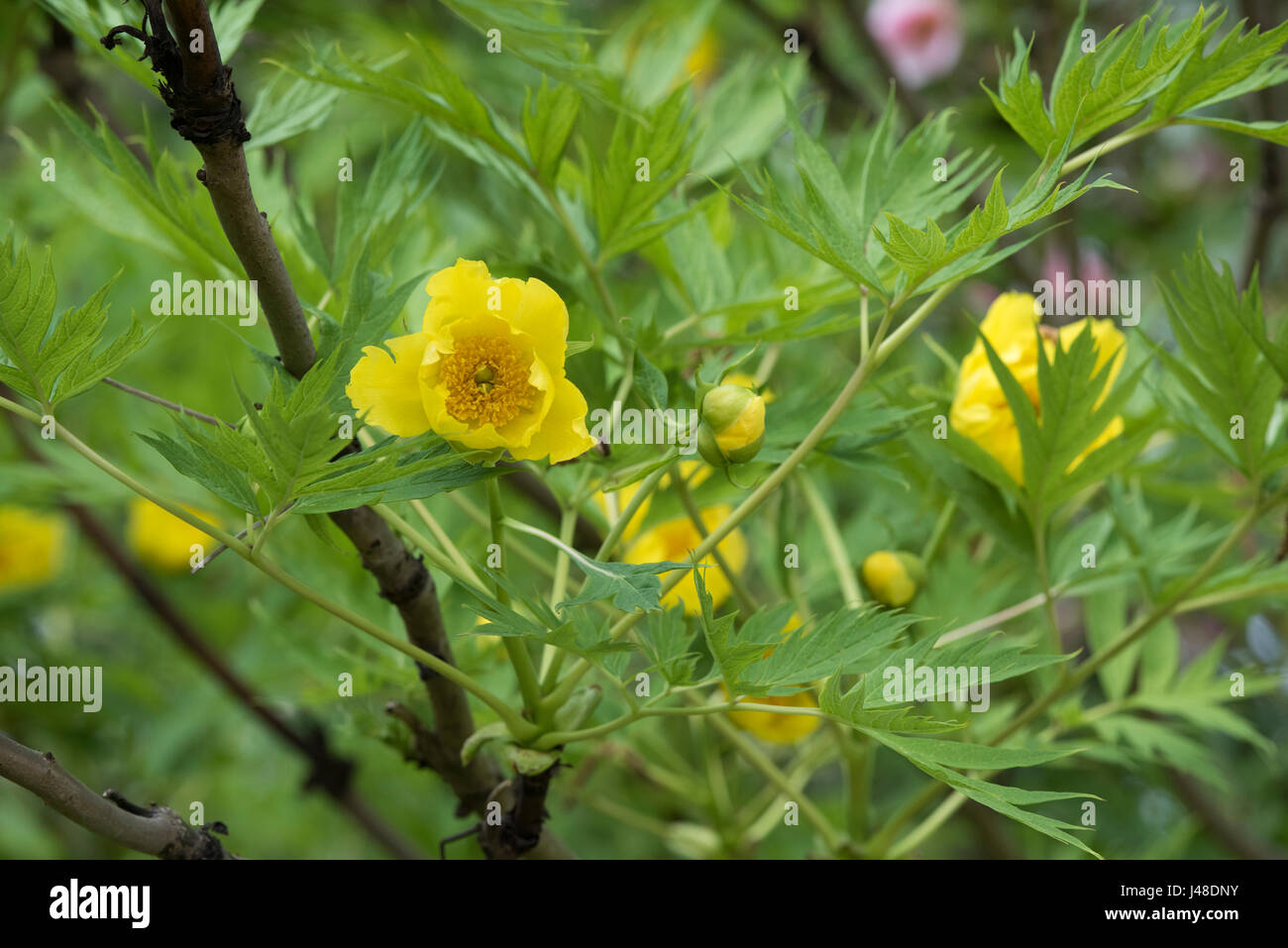 Paeonia Ludlowii. Ludlow Baum Pfingstrose Stockfoto