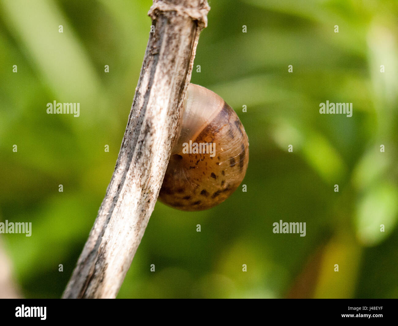 Nahaufnahme einer Muschel außerhalb angebracht zu einem Zweig braun leer isoliert Bokeh Makro mit hohem Detailgrad in späten Nachmittag Frühling Licht außerhalb Stockfoto