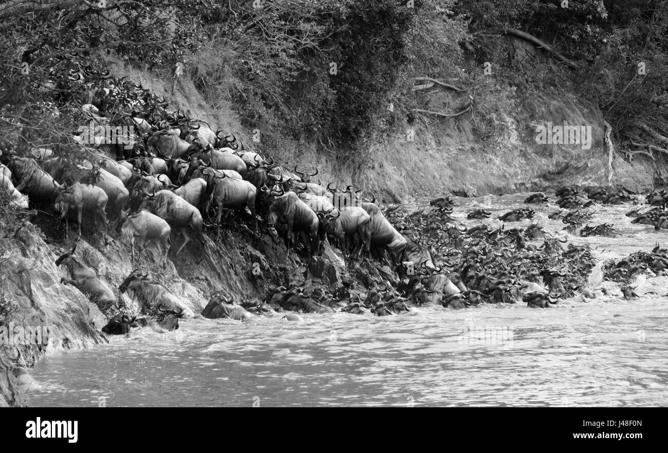 Eine Herde von Gnus (Connochaetes Taurinus), die Überquerung eines Flusses in der Masai Mara auf ihrem großen Zug durch die Serengeti-Ökosystem. Stockfoto