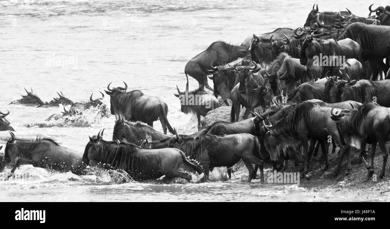 Gnus (Connochaetes Taurinus) geben Sie einen Fluss auf ihrer Völkerwanderung. Masai Mara, Kenia Stockfoto