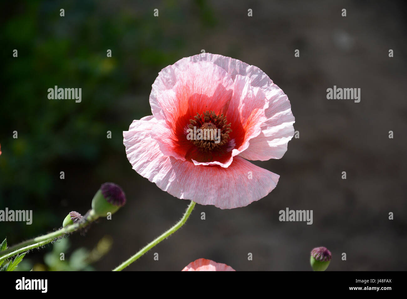 Steppenadler Aquila Nipalensis nipalensis Stockfoto