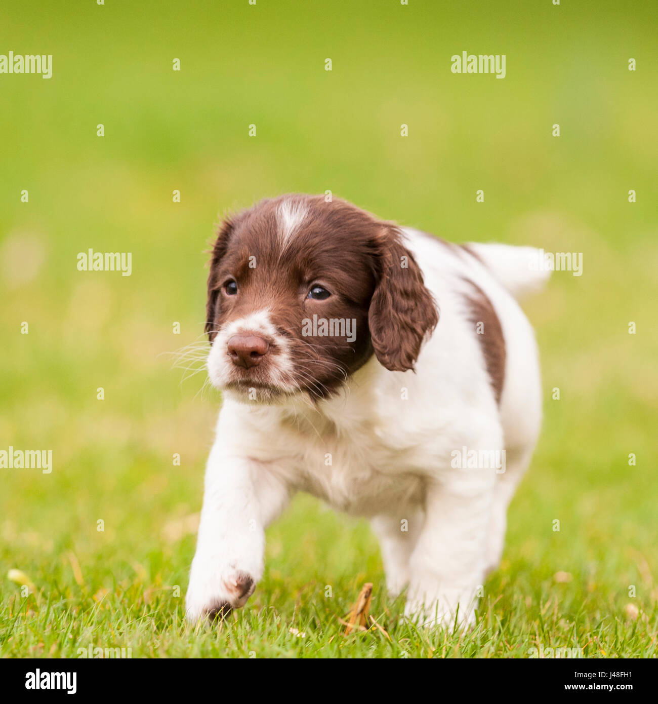 Ein English Springer Spaniel Welpen 6 Wochen alt erkunden den Garten Stockfoto