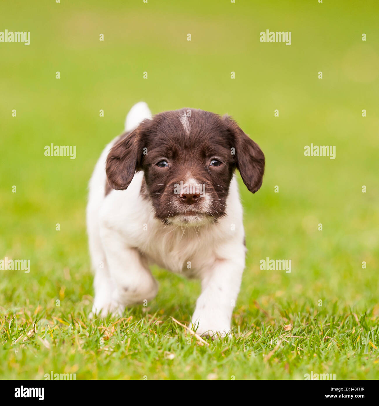 Ein English Springer Spaniel Welpen 6 Wochen alt erkunden den Garten Stockfoto