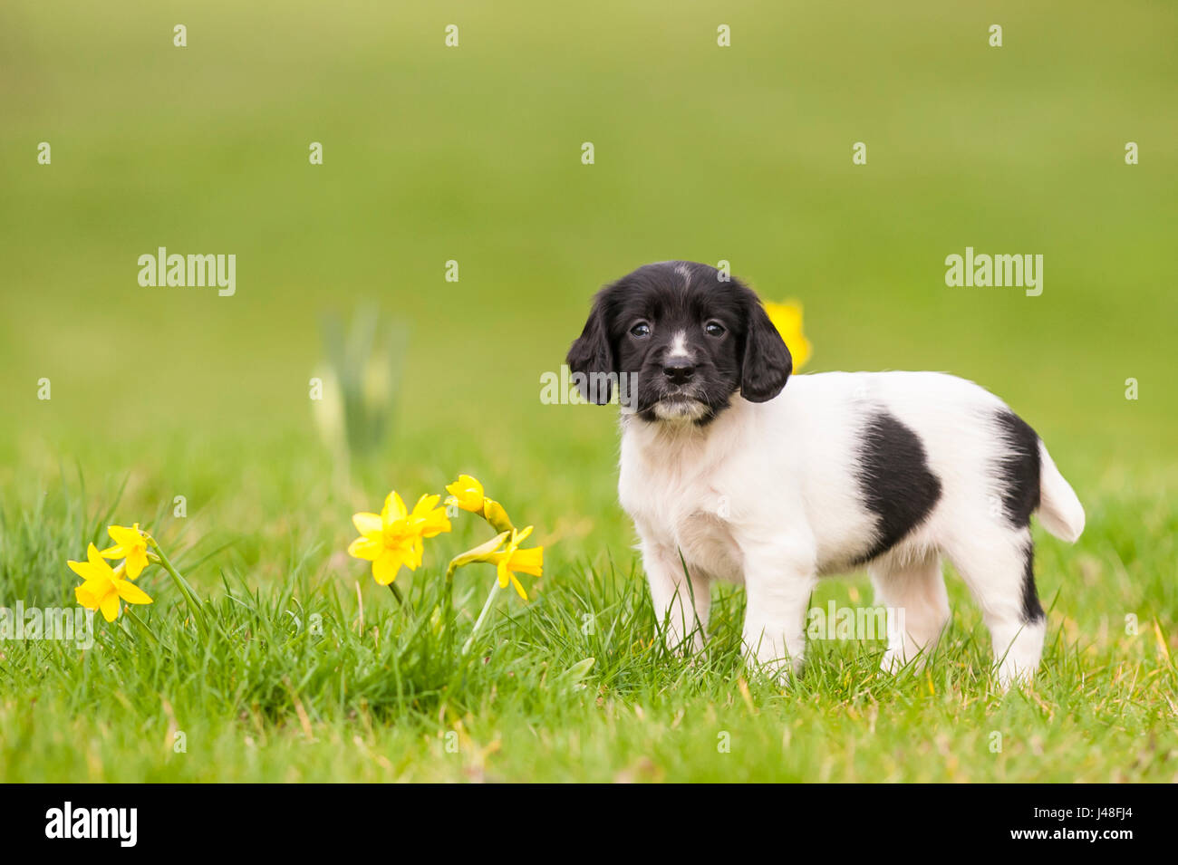 Ein English Springer Spaniel Welpen 6 Wochen alt erkunden den Garten Stockfoto