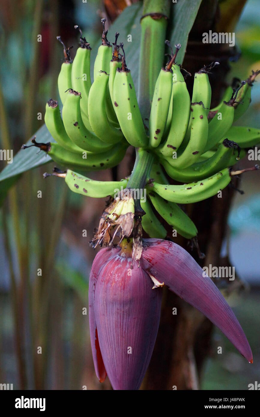 Banane Frucht und Blütenstand. Costa Rica Stockfoto