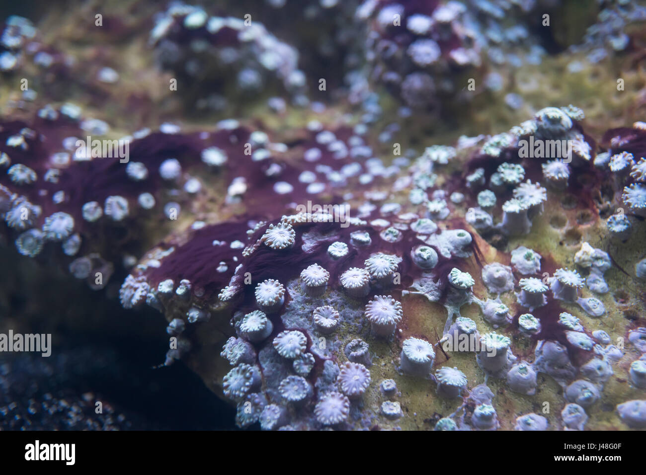 Seeanemonen im Meerwasseraquarium Stockfoto
