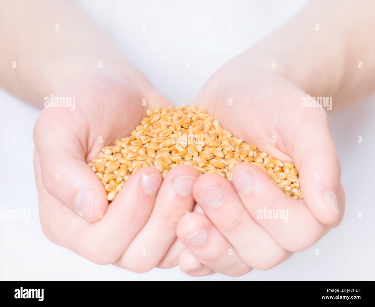 Hände mit Weizenkörnern Stockfoto