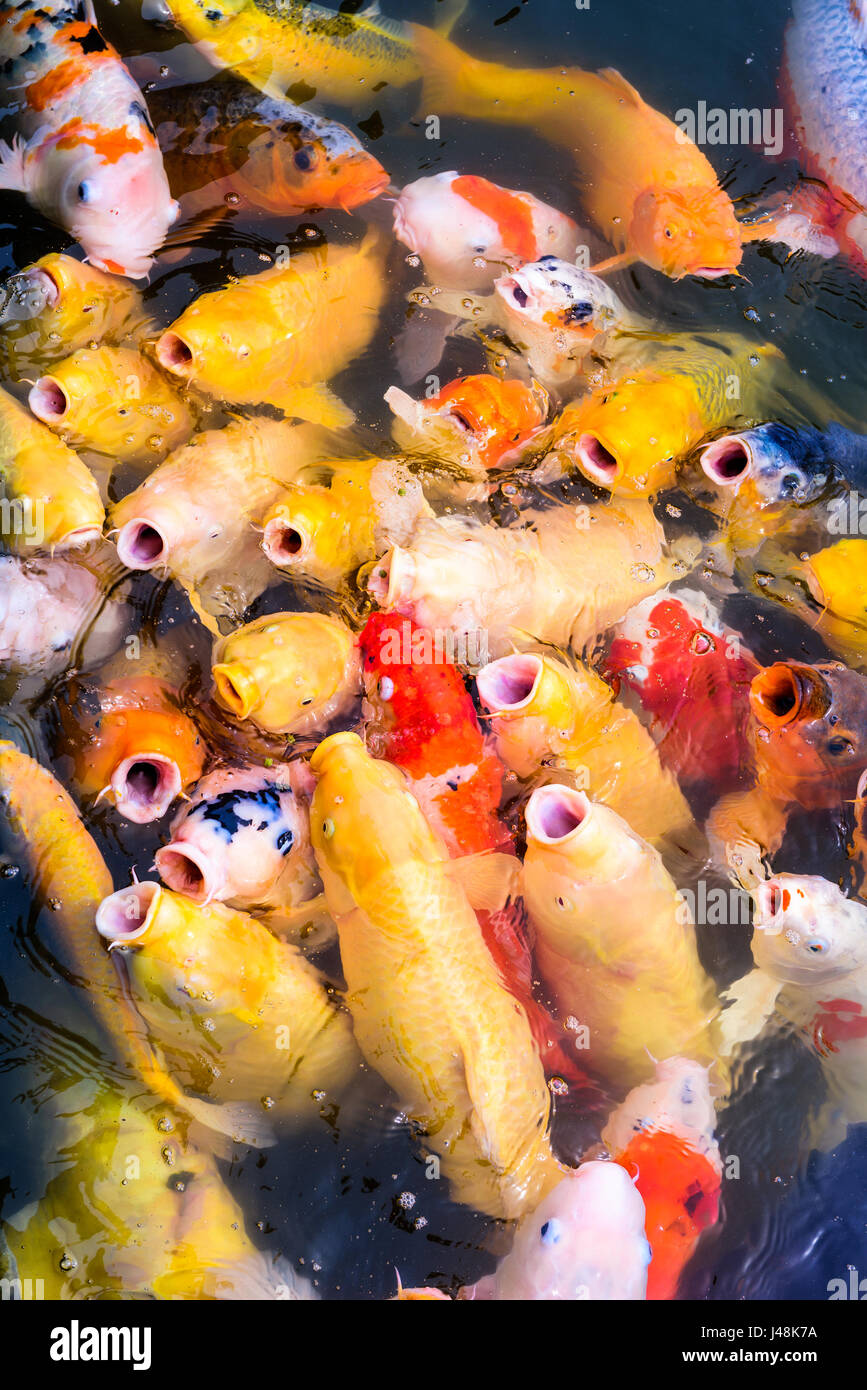 Japanische Koi Fressattacke in einem Teich. Stockfoto