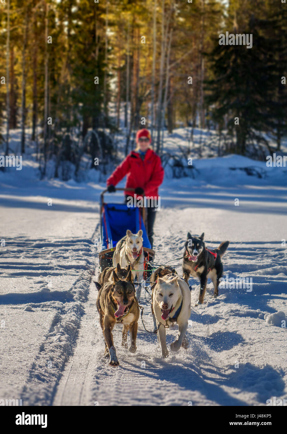 Hundeschlitten, Lappland, Schweden Stockfoto