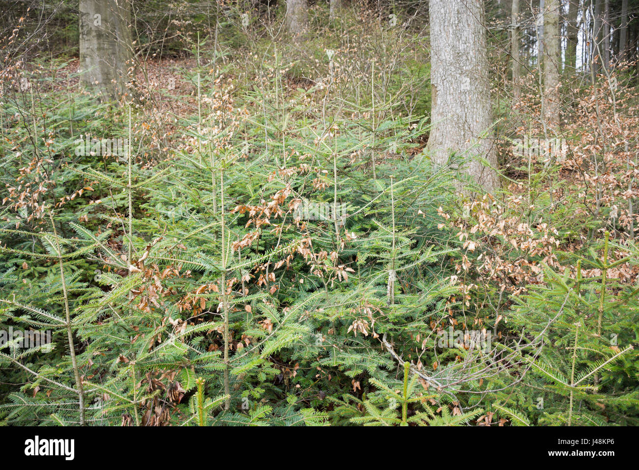 Natürliche Regeneration der Tanne, Fichte und Buche unter einem Baldachin von Overwood buchen und Tannen in einem bergigen Wald in der Steiermark, Österreich. Stockfoto