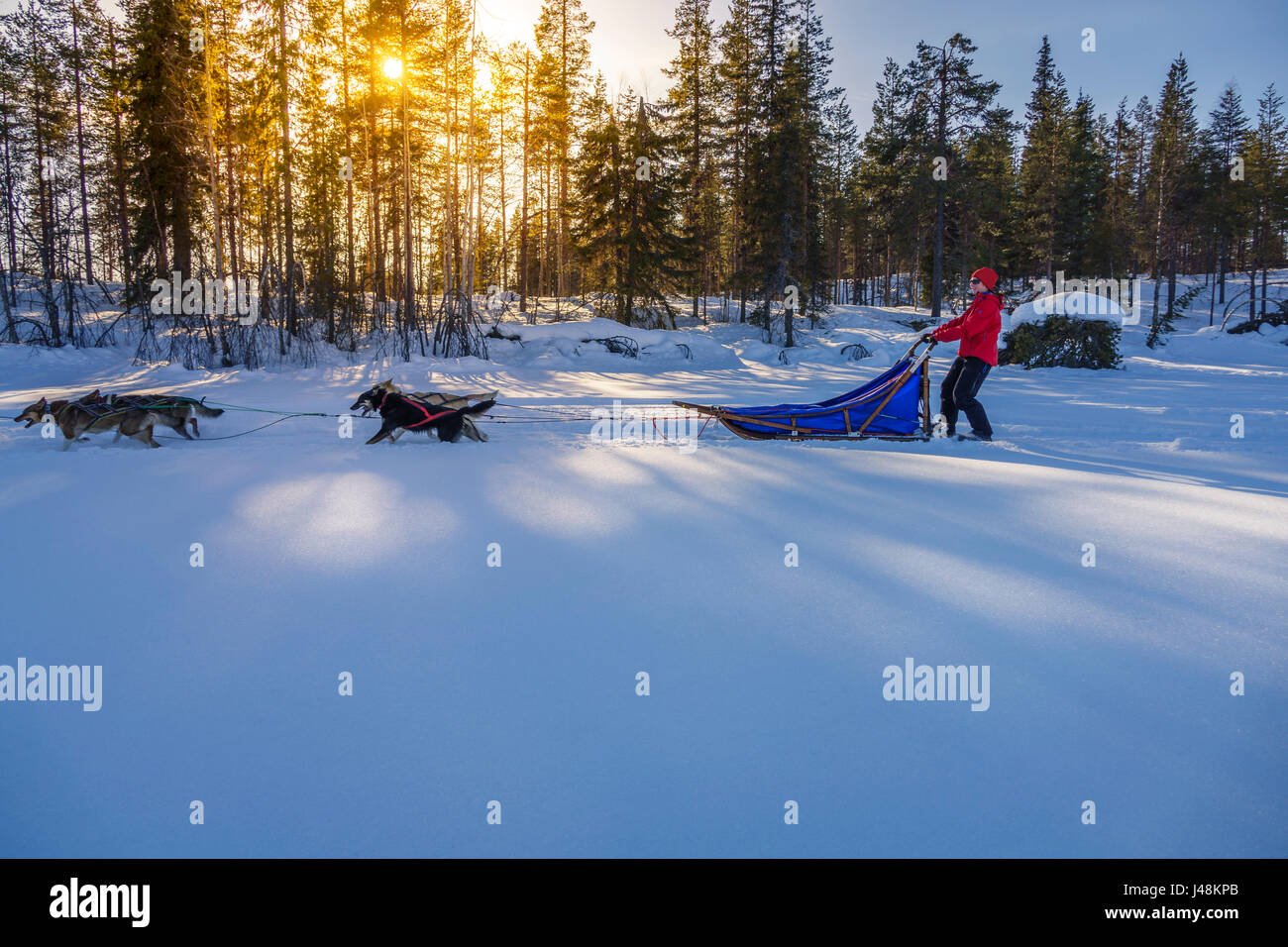 Hundeschlitten, Lappland, Schweden Stockfoto