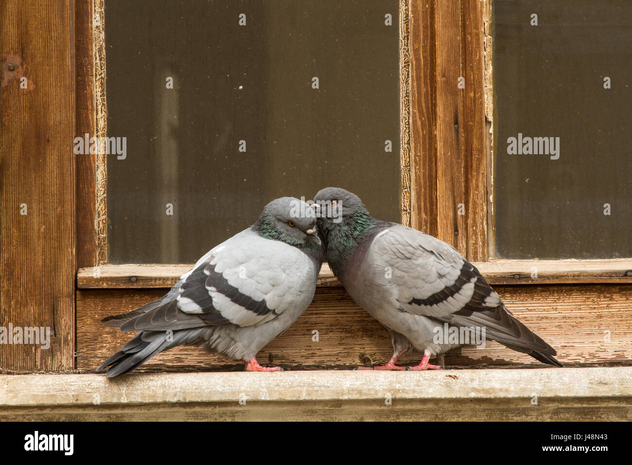 Tauben auf dem Fensterbrett in Piran-Slowenien Stockfoto