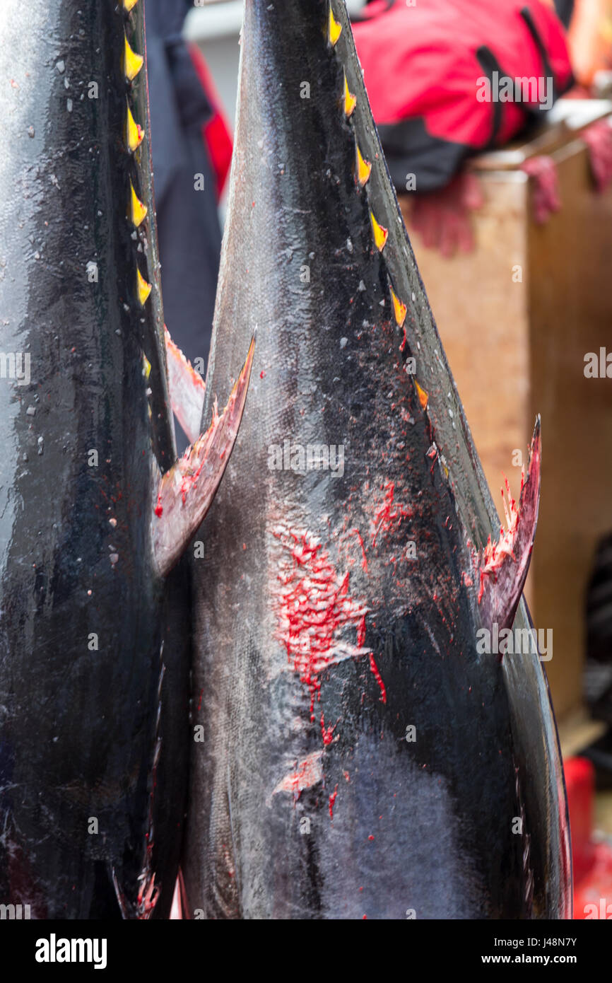 Zwei Bluefinn-Thunfisch, hängend, bereit, Verschrottung, in Barbate, Spanien zu übernehmen. Closeup Stockfoto