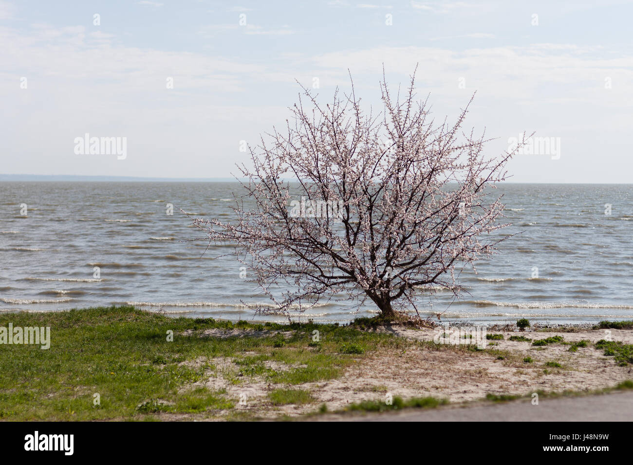 Horizontalen Schuss von blühenden Kirschbäume Baum gelegenen See Küste Stockfoto