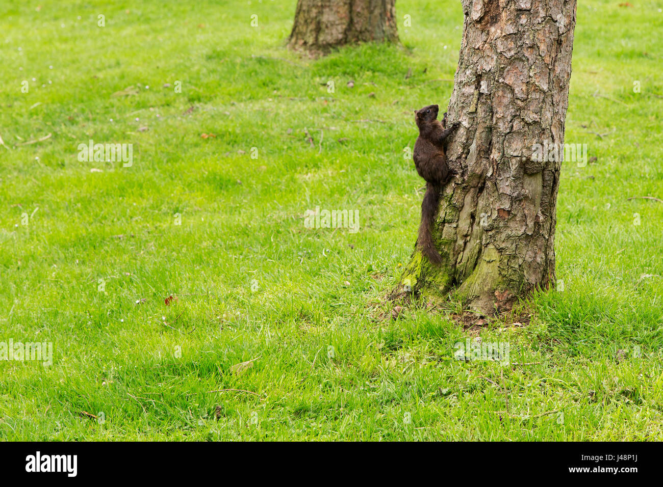 Ein Douglas Eichhörnchen (Tamiasciurus Douglasii) auf einem Baum im Stanley Park in Vancouver, Kanada. Die Eichhörnchen werden manchmal Chickarees genannt. Stockfoto