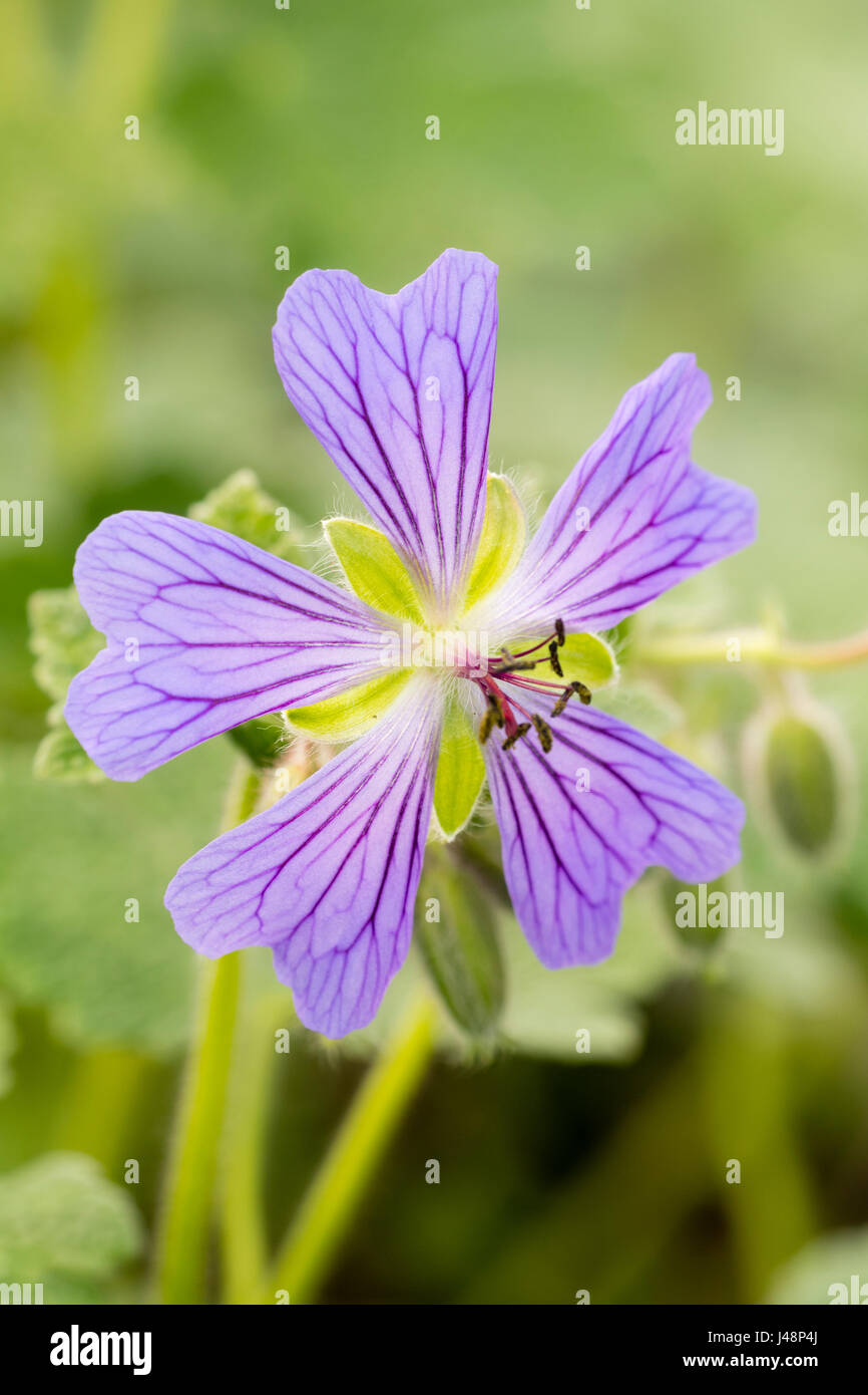 Einzelne Blume von winterharte Geranie, Geranium Renardii, 'Philippe Vapelle'.  Die violetten Adern dienen als Führer der Nektar für Insekten Stockfoto