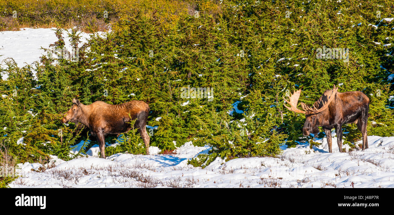 Ein Stier Elch in der Brunft folgt ein Elch Kuh auf schneebedeckten Boden in der Nähe von Powerline Pass im Chugach State Park, Yunan AK, USA Stockfoto