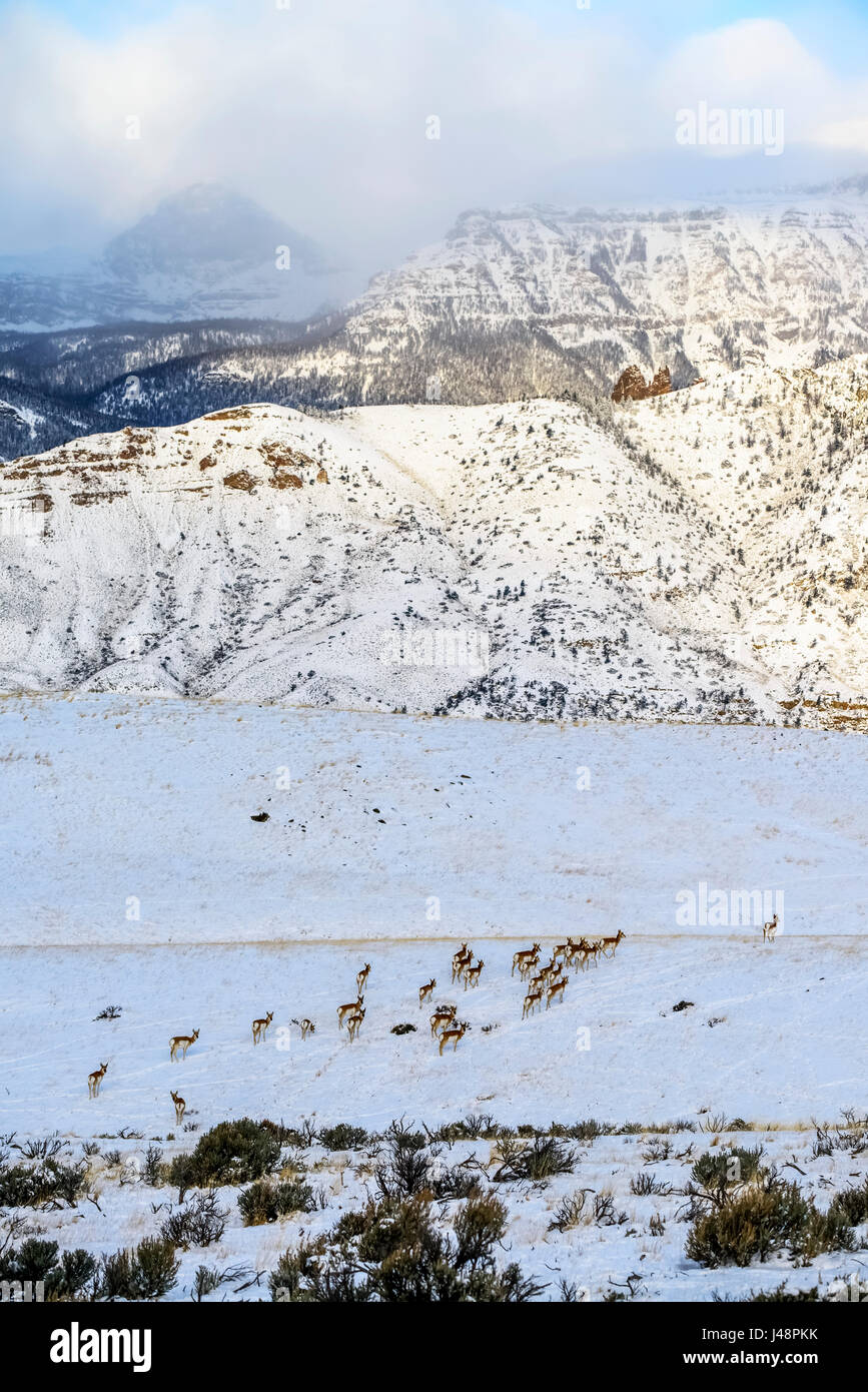 Herde von Pronghorn Antilope (Antilocapra Americana) über verschneite Wiese mit zerklüfteten Gebirge im Hintergrund, Shoshone National Forest Stockfoto