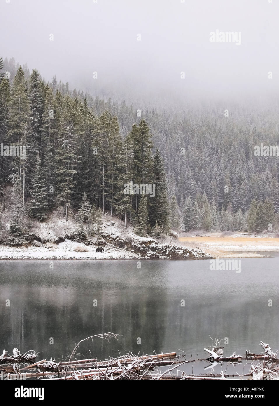 Frost für den Wald und Nebel über dem See mit einem Grizzlybär (Ursus Arctos Horribilis), zu Fuß entlang der Küstenlinie, Kananaskis Country Stockfoto