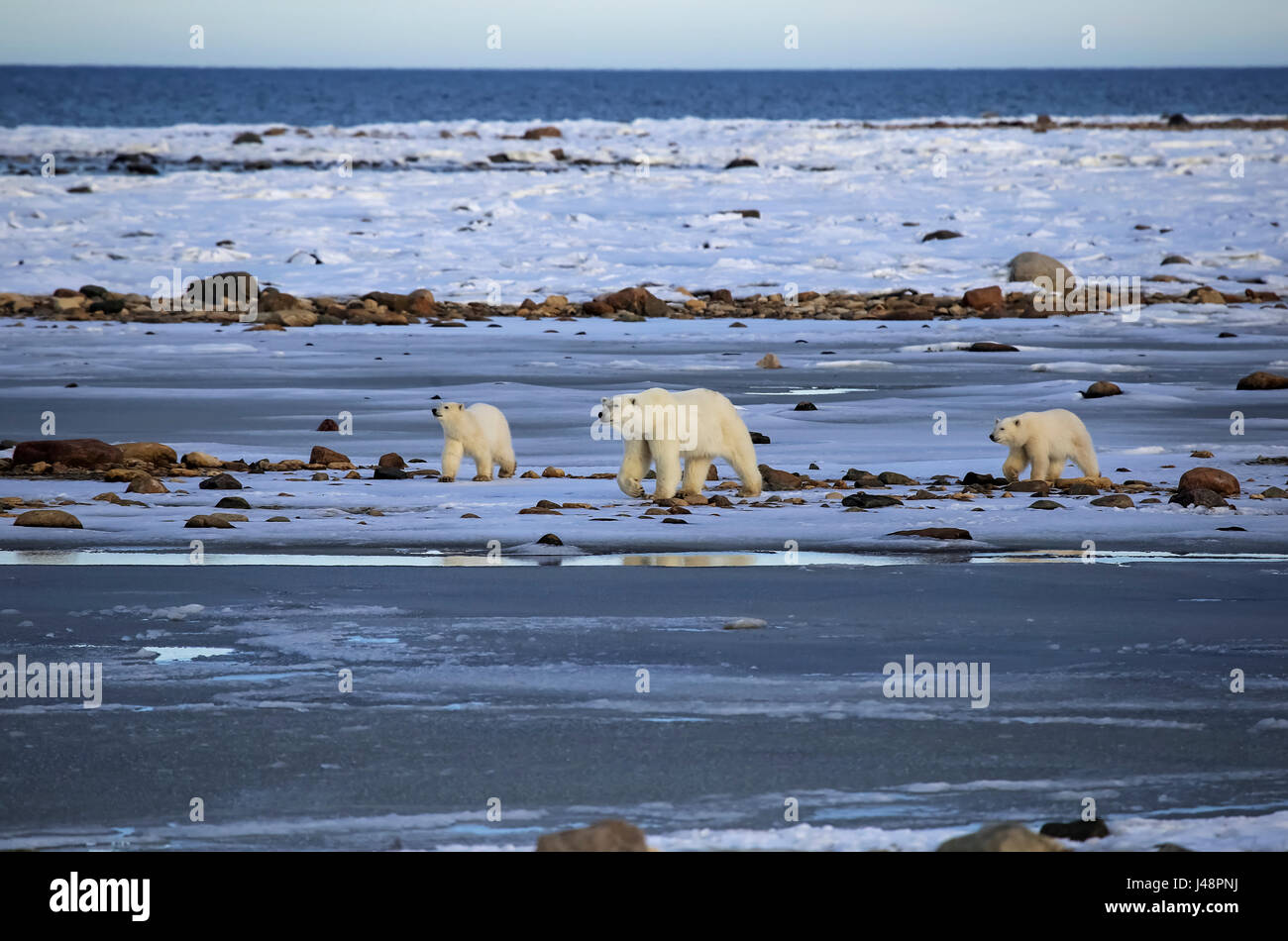 Familie Eisbär (Ursus Maritimus), Wapusk National Park; Manitoba, Kanada Stockfoto