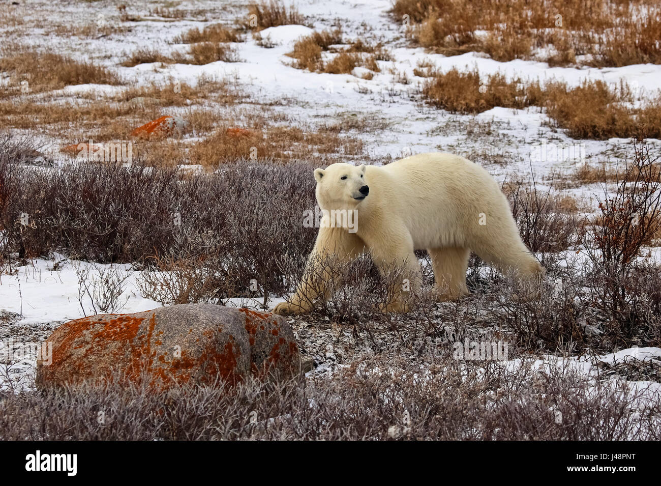 Eisbär (Ursus Maritimus), Wapusk National Park; Manitoba, Kanada Stockfoto