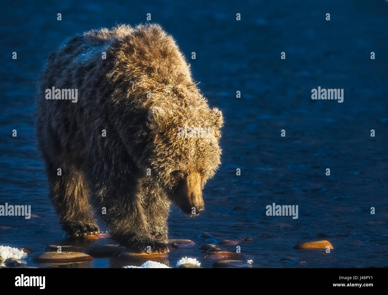 Grizzly Bär (Ursus Arctos Horribilis) Angeln und auf der Suche nach Fisch in Ni'iinlii Njik (Fishing Branch) Territorial Park; Yukon, Kanada Stockfoto