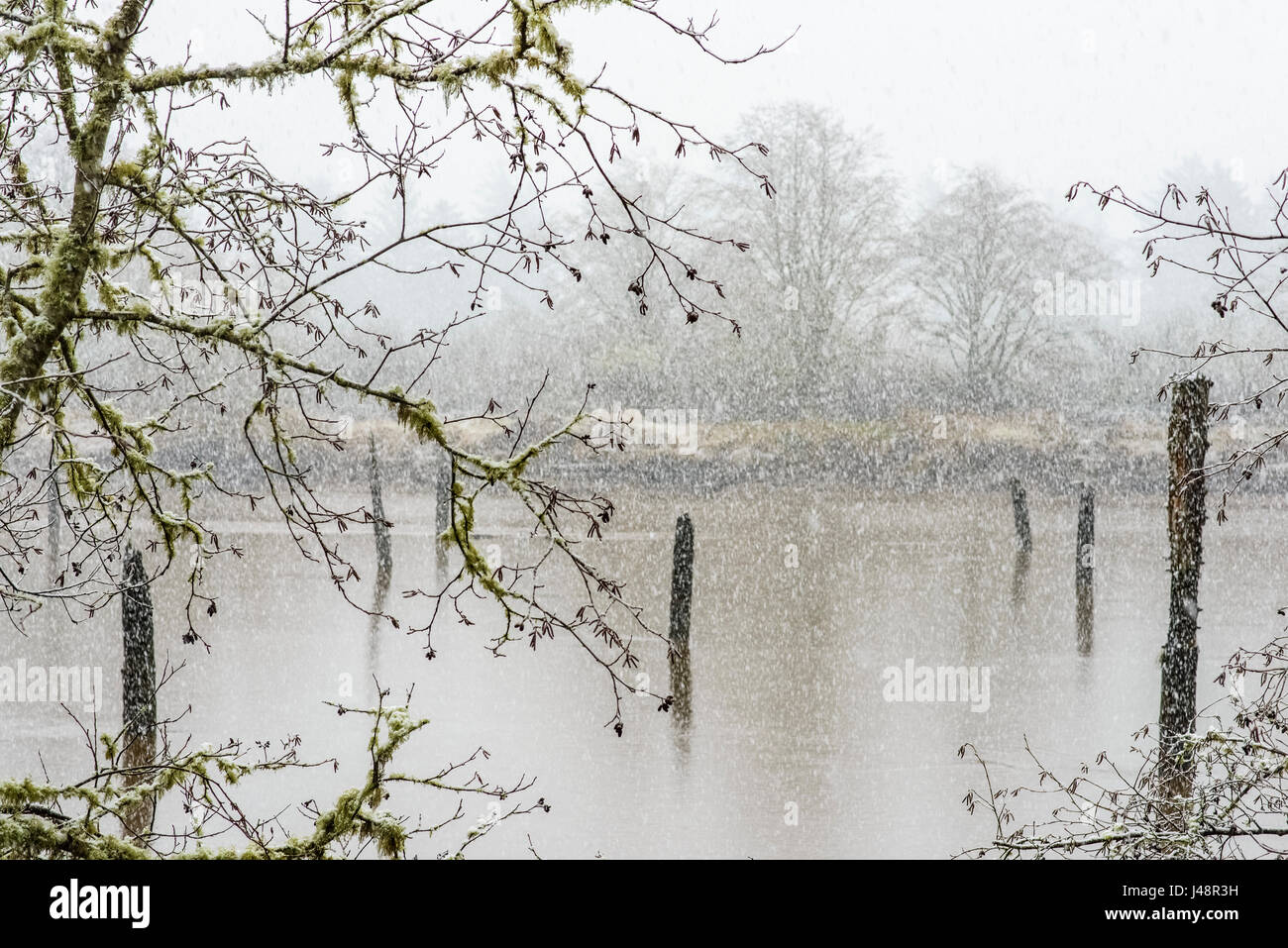 Schnee fällt entlang der Lewis und Clark River; Oregon, Vereinigte Staaten von Amerika Stockfoto