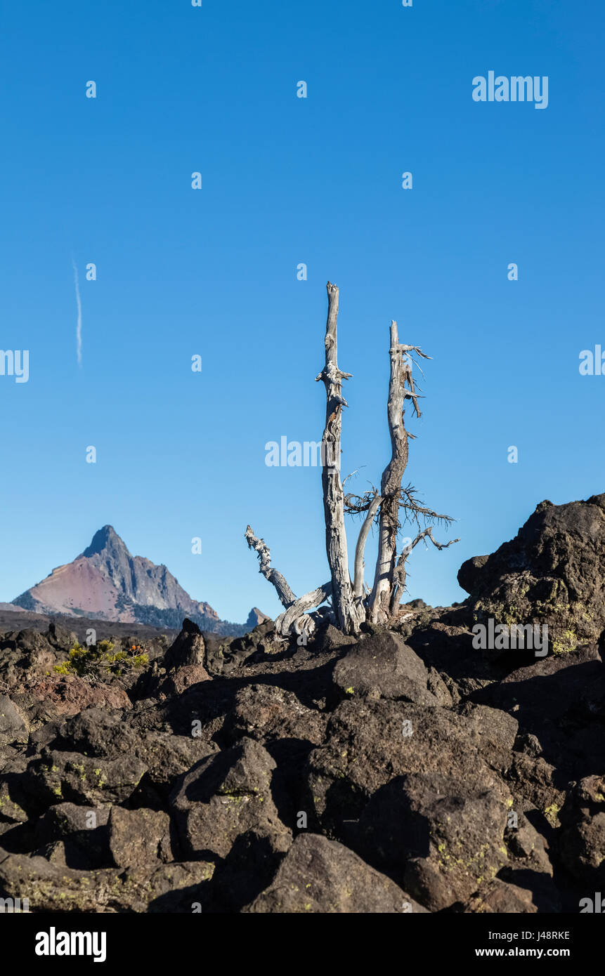 Einen kahlen Baum auf die Lavafelder an der Spitze der McKenzie-Pass in den Cascade Mountains; Oregon, Vereinigte Staaten von Amerika Stockfoto