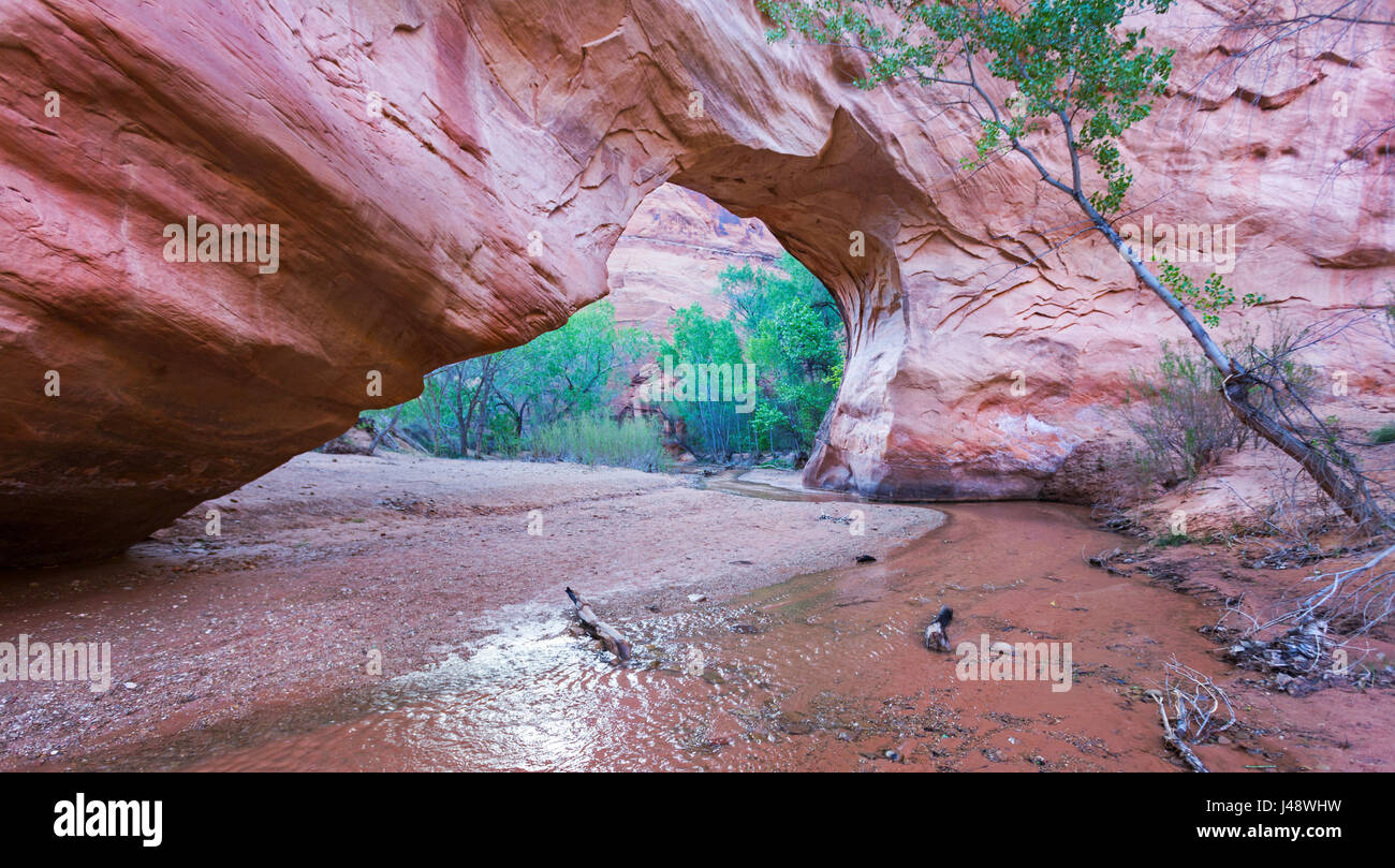 Coyote Natural Bridge Rock Formation oder Coyote Gulch mit Perennial Water Stream unten, Escalante National Monument, Utah, USA Stockfoto