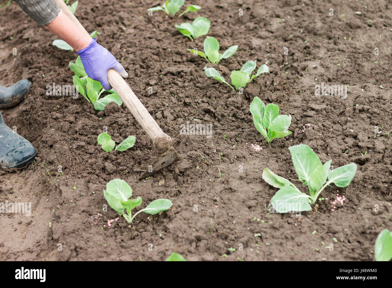 Frau mit Hacke im Gemsegarten arbeiten. Das Pflanzen von Kohl Smling. Kohl  wchst auf fruchtbaren Boden mit Dnger Stockfotografie - Alamy