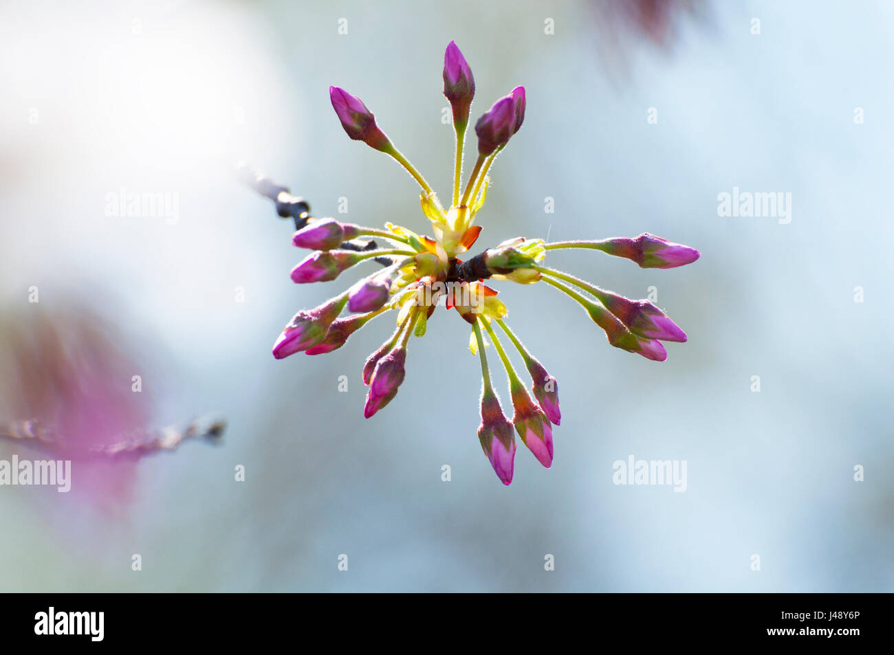 Knospen der japanischen Kirsche Baum Prunus Serrulata National Cherry Blossom Festival Washington DC USA Stockfoto