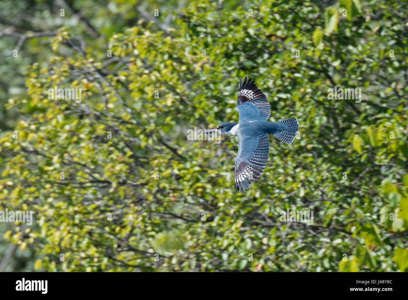 Belted Kingfisher fliegt vorbei an Laub mit Flügeln Stockfoto