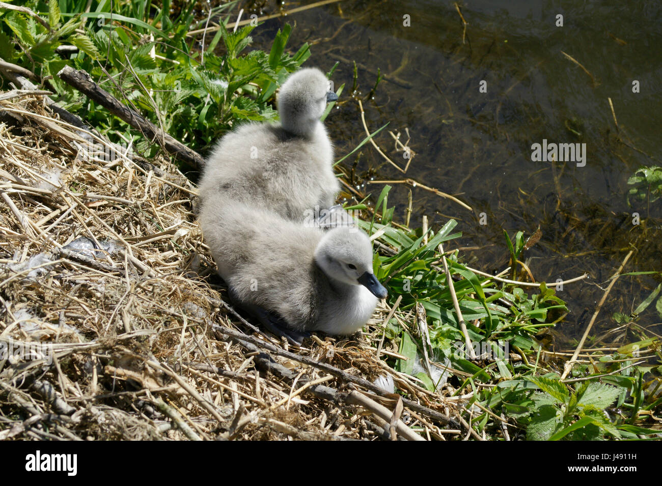 Fluss Lee bei Ware in Hertfordshire, Großbritannien. 10. Mai 2017. Frühling ist entstanden, als zwei Neugeborene Cygnets ihre ersten zaghaften Schritte ins Wasser auf den Fluss Lee in Ware, Hertfordshire Credit nehmen: CandyAppleRed Bilder/Alamy Live News Stockfoto