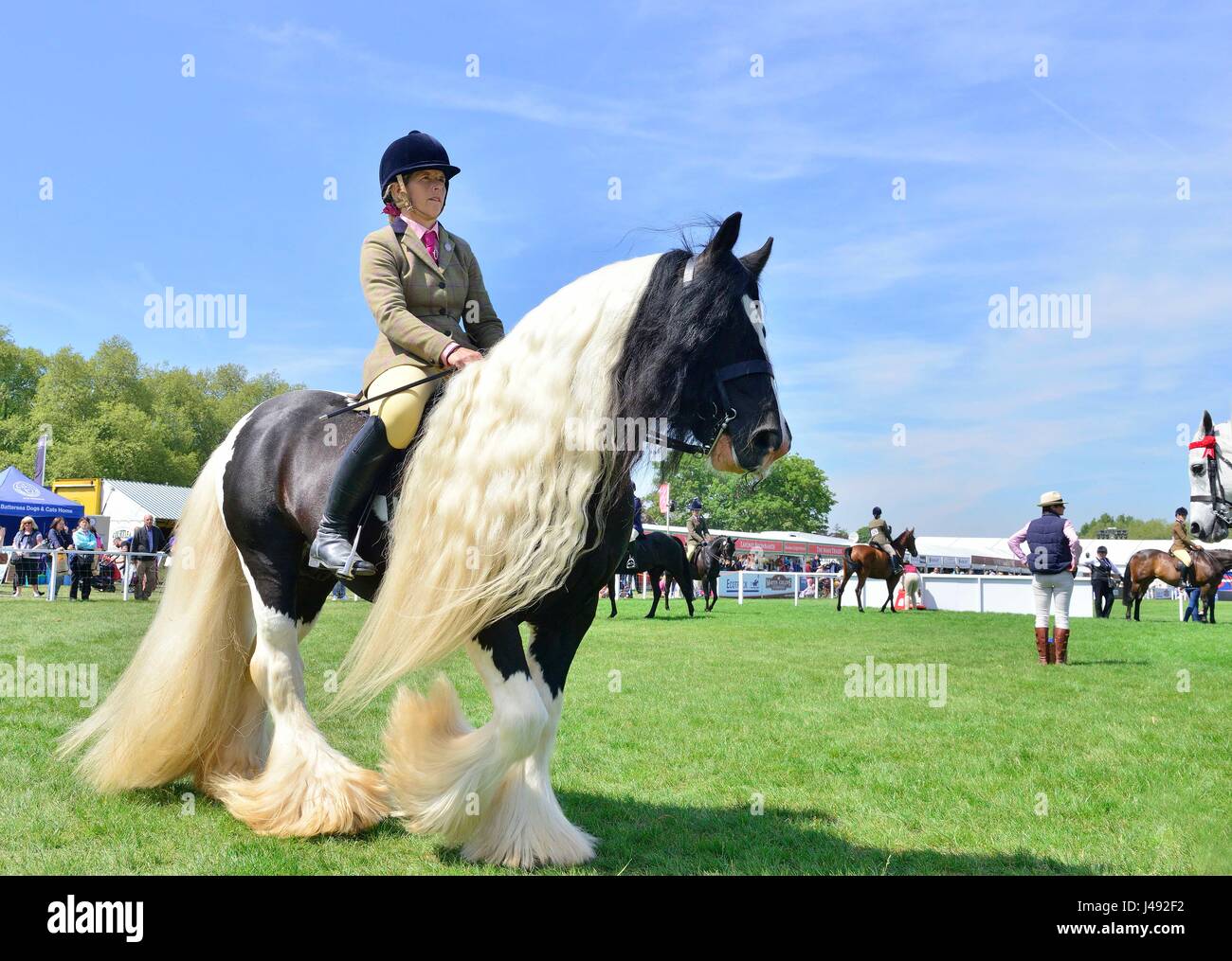 Windsor, Großbritannien. Mai 2017. Frankshiloh ein traditioneller Gypsy Cob mit einer außergewöhnlich langen Mähne und Schwanz führt die Copper Horse Arena durch, bevor er am ersten Tag der Royal Windsor Horse Show auf dem Windsor Castle Gelände in Berkshire UK beim Pre-Senior Horse/Pony-geritten Wettbewerb urteilt. Kredit Gary Blake/Alamy Live Nachrichten Stockfoto