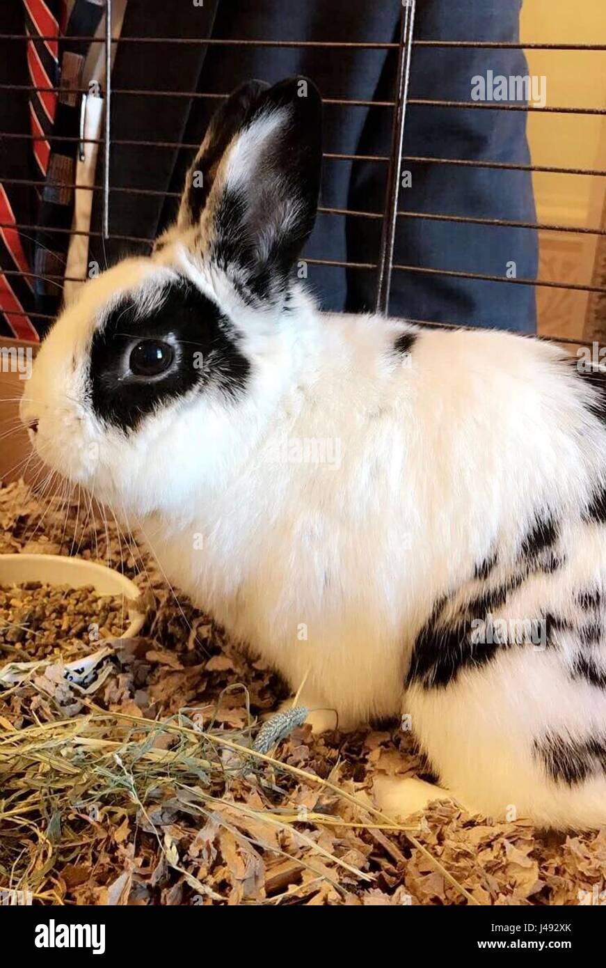 Washington DC, USA. 10. Mai 2017. Das offizielle Foto der Tag Handout zeigt die zweite Familie Hauskaninchen, Marlon Bundo, auch bekannt als BOTUS veröffentlicht das Weiße Haus-Pressebüro, während US-Präsident Donald Trump mit russischen Außenminister Sergej Lawrow im Oval Office des weißen Hauses 10. Mai 2017 in Washington, DC treffen war. Trump weigerte sich ins Weiße Haus Medien und erlauben nur russische Medien wurde um das Ereignis zu berichten. Bildnachweis: Planetpix/Alamy Live-Nachrichten Stockfoto