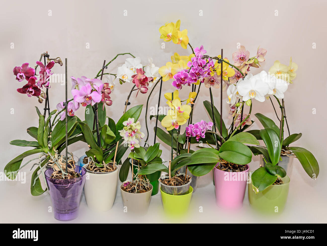 Viele Arten von farbige Orchidee Zweig Blumen, Blumentöpfe, Vasen, isoliert auf weißem Hintergrund. Stockfoto