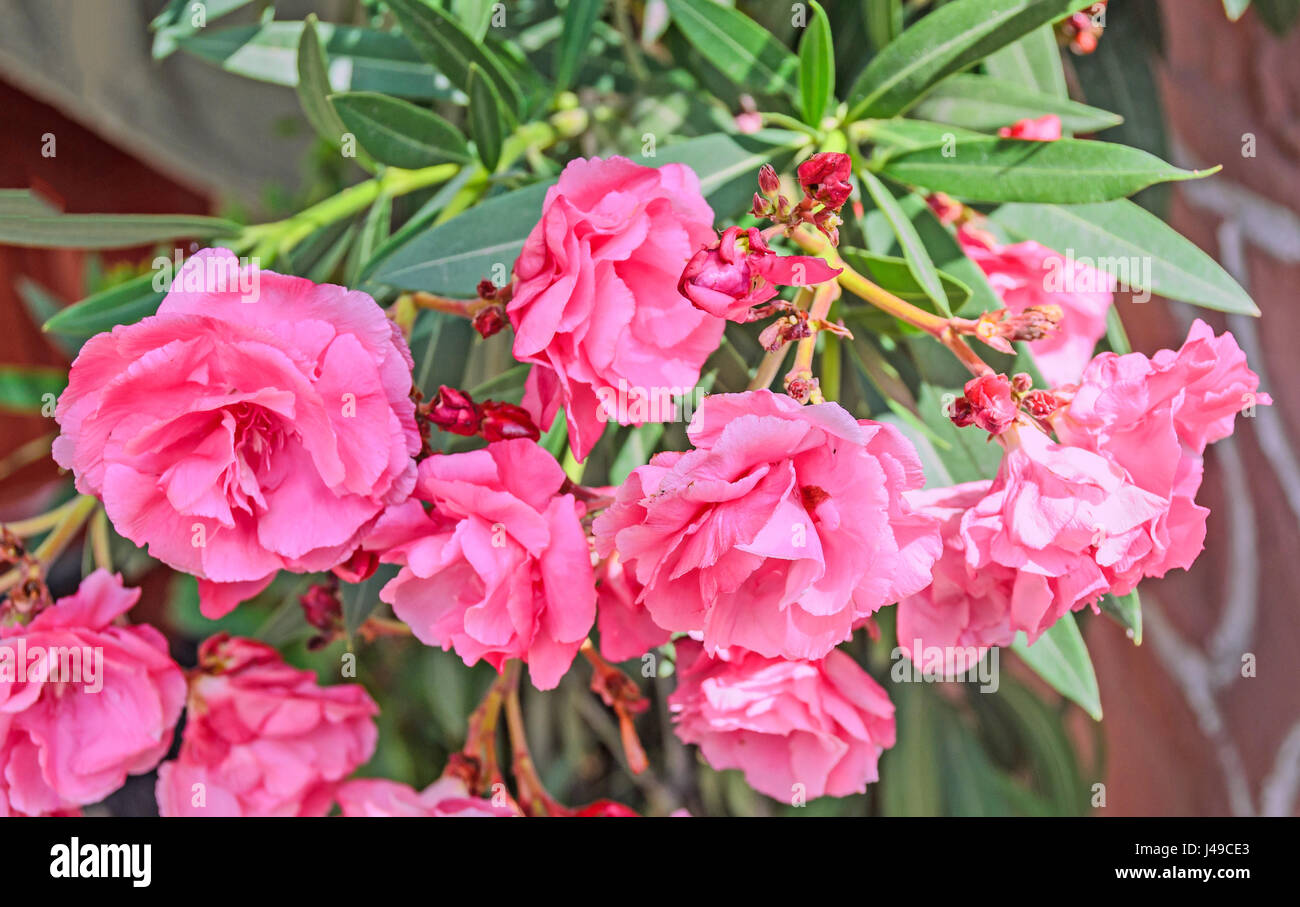 Rosa Blüten von Nerium Oleander, immergrüner Strauch, Familie Lobelia