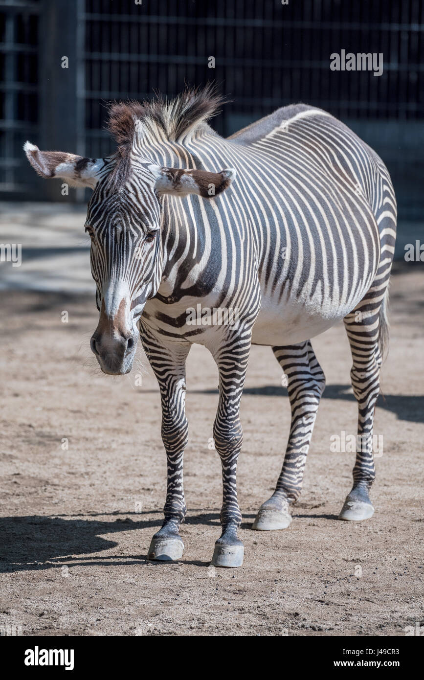 Imperial Zebra aus dem Zoo Wilhelma in Stuttgart GermanyI Stockfoto
